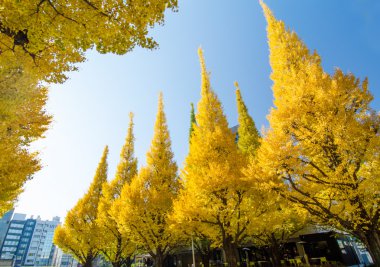 Ginkgo ağacı avenue başlık aşağı meiji memorial resmi ga