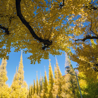 Bahçe ginkgo ağaçları