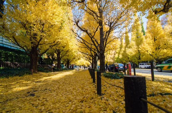 Ginkgo trädet avenue väg ner till meiji memorial bild ga — Stockfoto