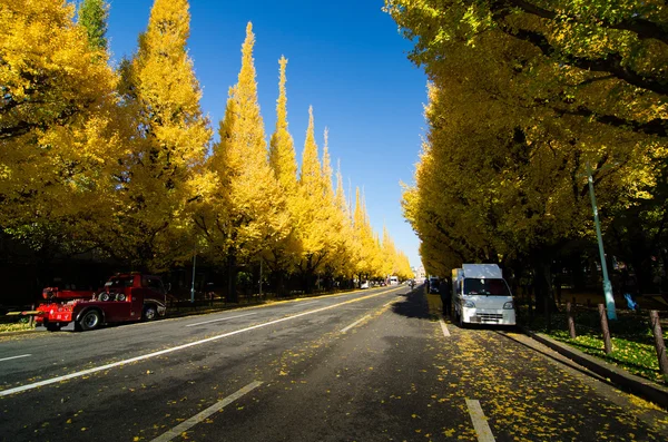 Ginkgo trädet avenue väg ner till meiji memorial bild ga — Stockfoto