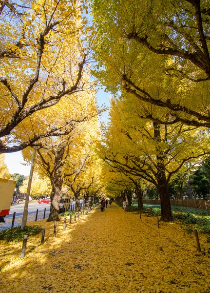 Ginkgo Tree Avenue heading down to the Meiji Memorial Picture Ga — Stock Photo, Image