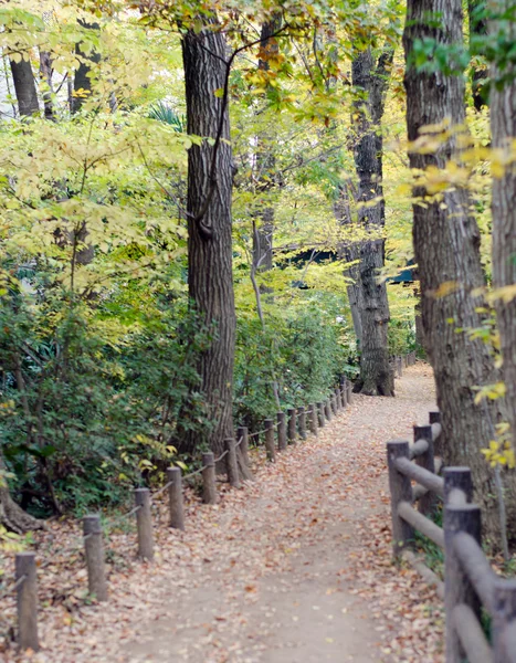 Höstens väg i skogen — Stockfoto