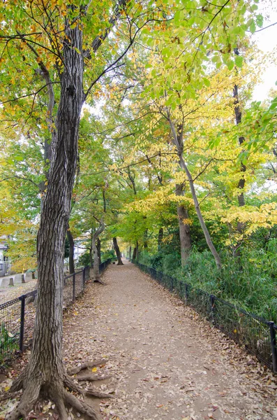 Percorso autunnale nella foresta — Foto Stock