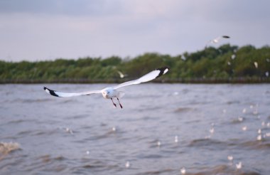 eylem uçan martıları