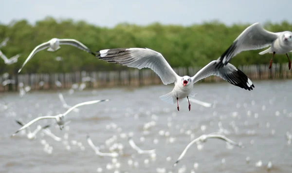 Летающие чайки в действии — стоковое фото