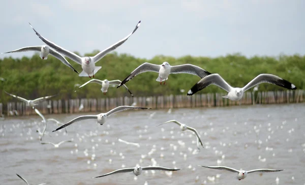 Hermosa gaviota volando, gaviota de cabeza marrón (Chroicocephalus brunni — Foto de Stock