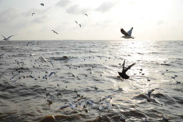 Gaviota con puesta de sol en el fondo —  Fotos de Stock