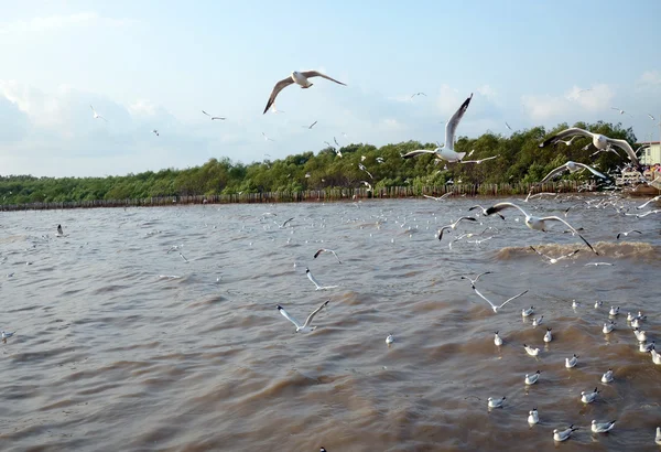 Чайка это миграция птиц в Таиланд — стоковое фото