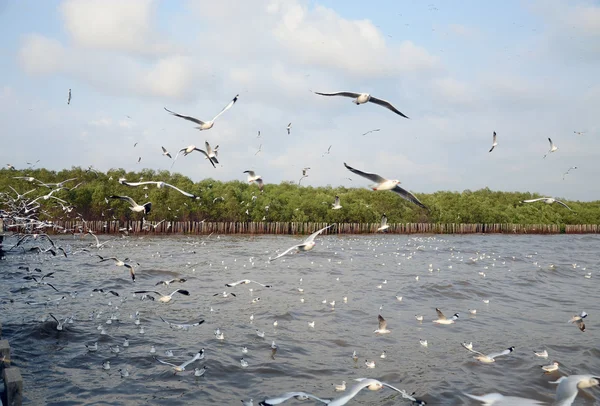 Migración de gaviotas a Bangpu, samuthprakharn, Tailandia — Foto de Stock