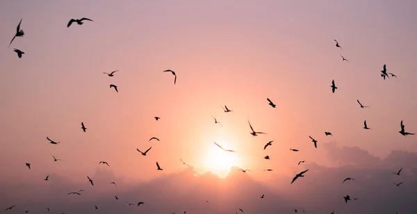 在背景中的日落海鸥 — 图库照片