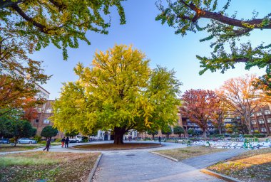 tokyo Üniversitesi'nde sonbahar büyük ağaçlar