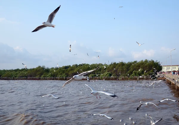 Racek hnědohlavý (Acrocephalus brunnicephalus) bangpu, thail — Stock fotografie