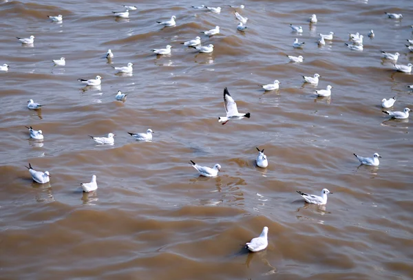 Seagull är en fågel migration till bangpoo — Stockfoto