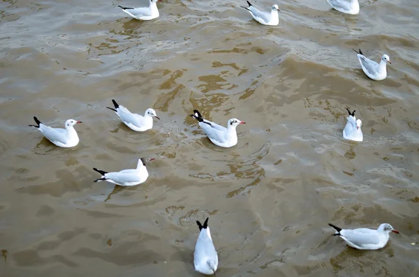 Seagull is a bird migration to Bangpoo — Stock Photo, Image