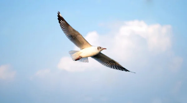 Gaviota de cabeza marrón (Chroicocephalus brunnicephalus) en el azul s — Foto de Stock