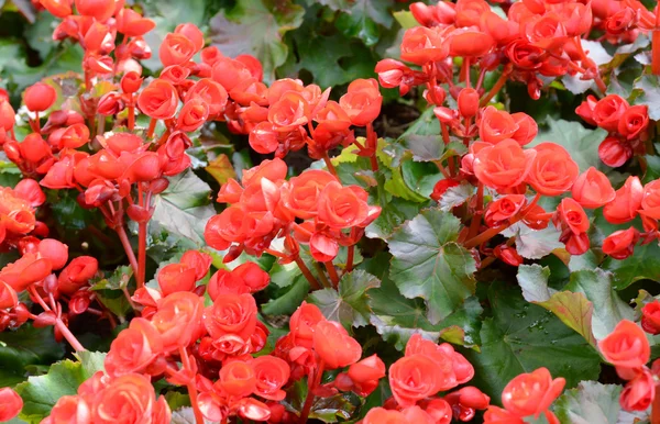 Big begonias — Stock Photo, Image