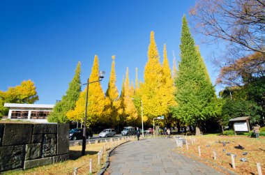 Ginkgo ağacı avenue başlık aşağı meiji memorial resmi ga