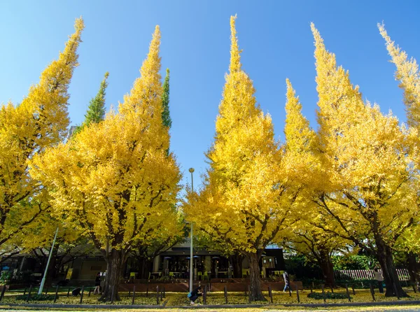 Ginkgo träden mot blå himmel — Stockfoto