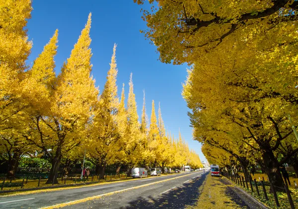 Ginkgo trädet avenue väg ner till meiji memorial bild ga — Stockfoto