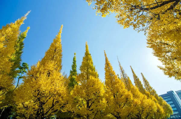 Ginkgo träden mot blå himmel — Stockfoto