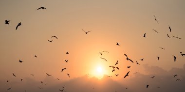 güzel gün batımı ile martılar 