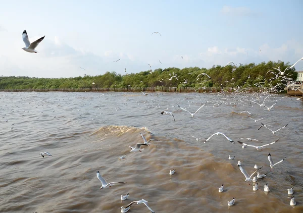 Gaivota é uma migração de aves para Bangpoo — Fotografia de Stock