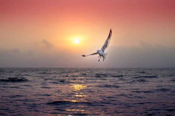 Seagull met prachtige zonsondergang op de achtergrond — Stockfoto