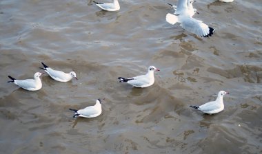 martı bir kuş göç-e doğru bangpoo olduğunu