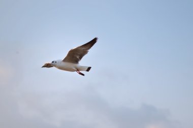 Brown headed Gull on flying.(Larus brunnicecephalus) clipart