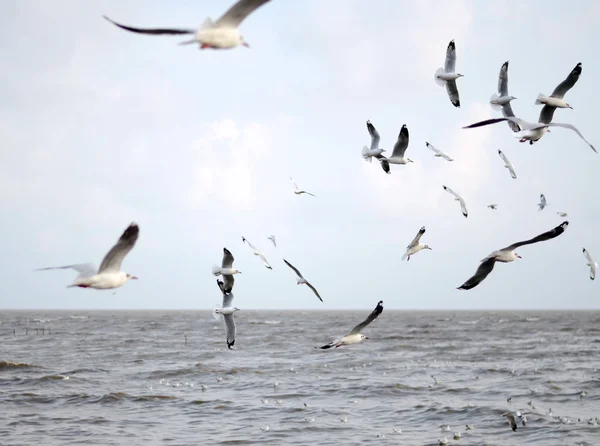 棕色的头颅的海鸥飞行。(黑 brunnicecephalus) — 图库照片