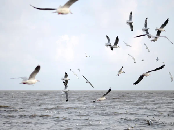 Hnědé zelí Racek na létání.(larus brunnicecephalus) — Stock fotografie