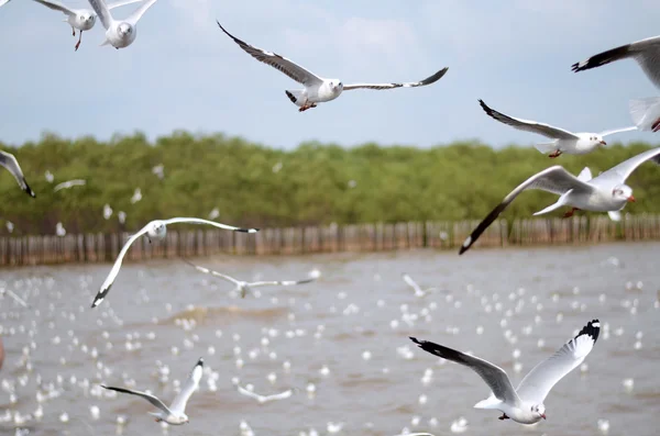 Gaivotas voadoras em ação no Bangpoo — Fotografia de Stock