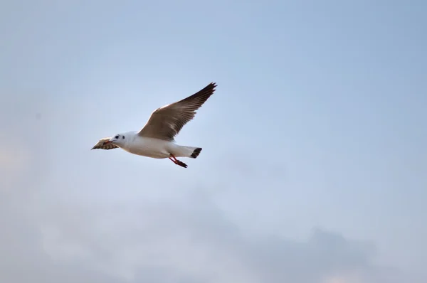 飛行を茶色に向かったカモメ。larus （brunnicecephalus) — ストック写真