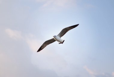 Mavi s Brown başlı martı (chroicocephalus brunnicephalus)