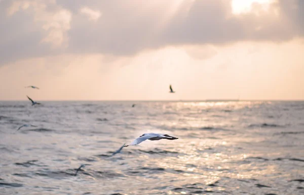 Gaviota con puesta de sol en el fondo —  Fotos de Stock