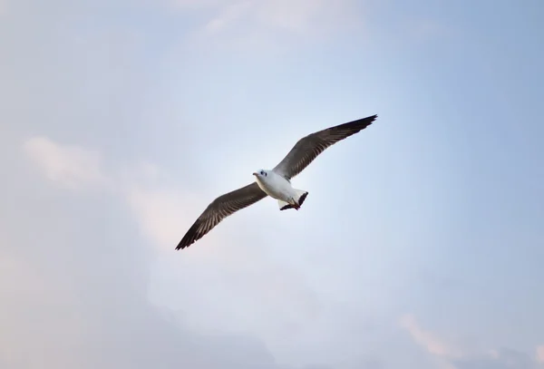 Brunhuvad mås (Larus brunnicephalus) på blå s — Stockfoto