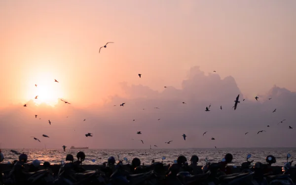 Gaviota con hermosa puesta de sol en el fondo —  Fotos de Stock