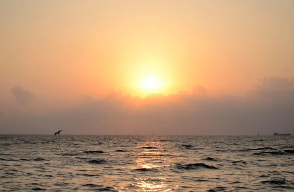 Prachtige zonsondergang met seagull — Stockfoto