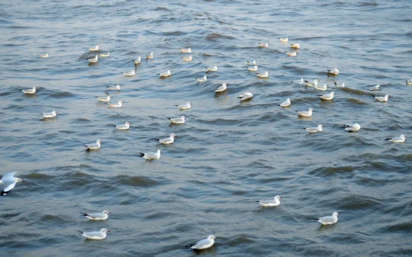 Seagull is a bird migration to Bangpoo — Stock Photo, Image