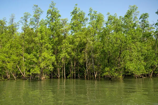 Mangrovenwald — Stockfoto