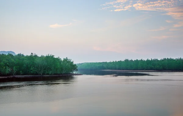 Mangrove skogen aktuell regnskog — Stockfoto