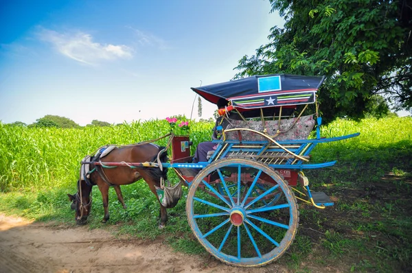 Hästskjuts i bagan, myanmar — Stockfoto