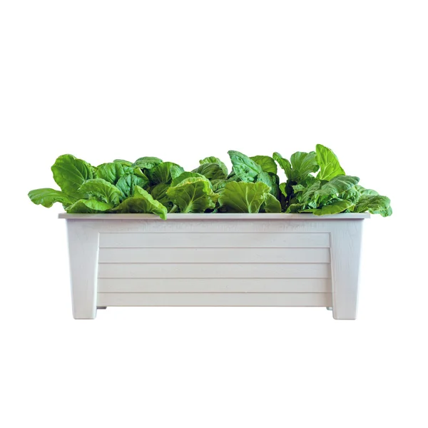 Tencereye büyüyen hydroponic sebzeler — Stok fotoğraf