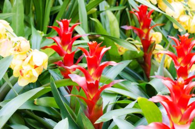 Kırmızı bromeliad rozet şekil çiçekler