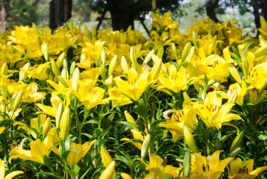 Kış alanında güzel sarı zambak 