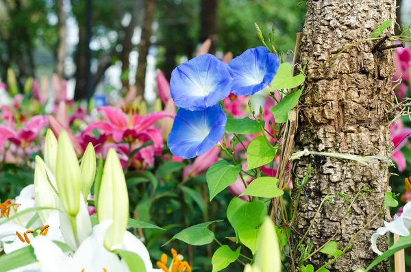 Petunias azules —  Fotos de Stock