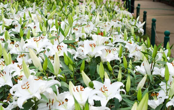 Blooming white lily in garden — Stock Photo, Image
