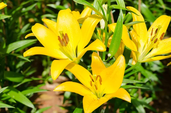 Close up of yellow lily — Stock Photo, Image