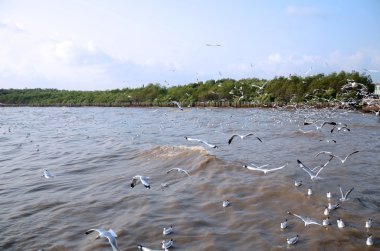 uçan martıları, bangpoo, Tayland 