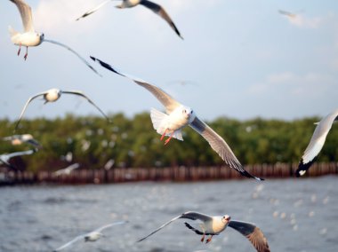 Martılar eylem okyanus, bangpoo, Tayland 
